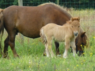 Elfe de la Fouasserie