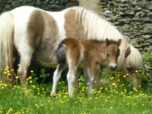 Féline et Tassa