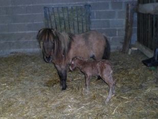 Gitane pouliche palomino