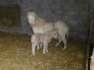Miss Mouse et Jasmin