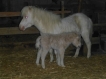 Jasmin poulain palomino
