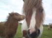 Roxa et Charlie