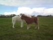 Chad et Charlie  