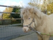 Debbie mini shetland