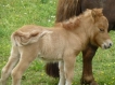 Elfe pouliche creme dun