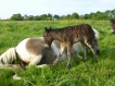 Féline pouliche mini shetland