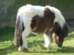Harrie