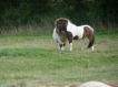 Harrie
