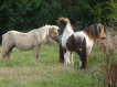 Presious et Harrie