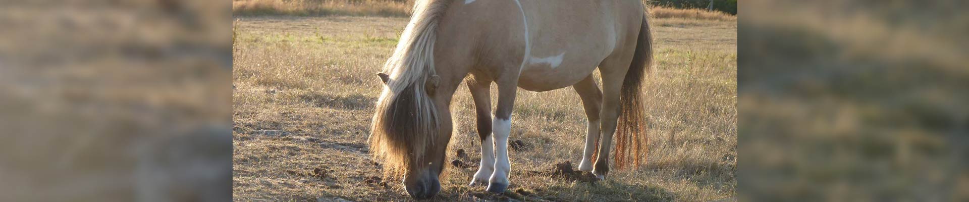 Mini poney Shetland Étalon 9 Ans 77 cm in Edling