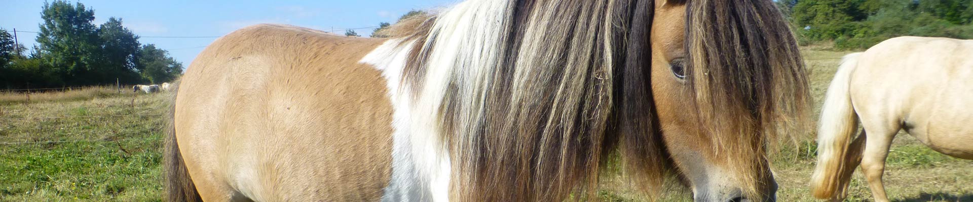 Mini poney Shetland Étalon 9 Ans 77 cm in Edling