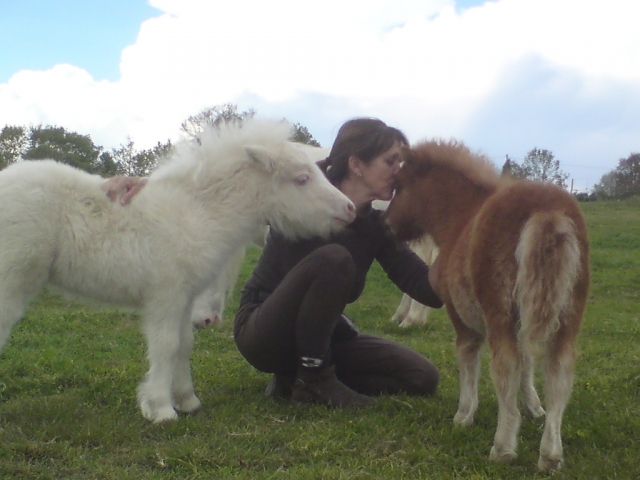 Mini poney Shetland Étalon 9 Ans 77 cm in Edling