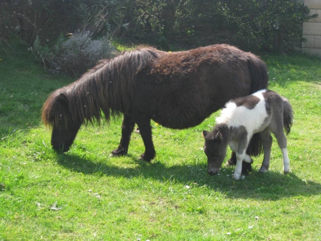 Mini poney Shetland Étalon 9 Ans 77 cm in Edling