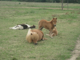 Nos poulains mini shetland de 2011