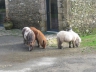 Mini shetland devant la ferme La Fouasserie