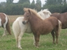 Cachou et Chad de la Fouasserie pouliche cremello et alezan 