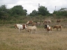 Paddock d'été des pouliniéres suitées