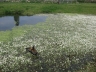 Etang dans paddock avec canards