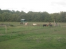 Paddock des poulinières mini shetlands