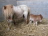 Pouliche mini shetland et sa maman