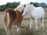 Cachou et Chad se font des calins