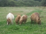 Photo de famille Charly Cachou poulains 2012 avec Roxa Merry