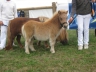 Participation au concours pour nos mini shetland