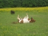 Roxa se roule dans l'herbe