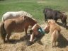 Gros calins avec les poneys