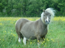 Havana élevage de la Fouasserie - Poulinière mini shetland