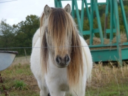 Hippie  - Poulinière mini shetland