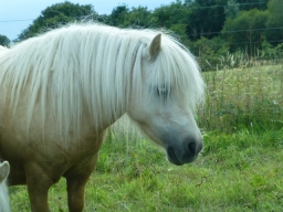 Dakota mini shetland palomino - Poulinière mini shetland