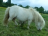 Happy  - Etalon mini shetland