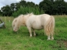 Happy  - Etalon mini shetland