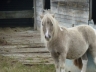 Havana - Poulinière mini shetland