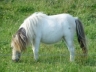 Hippie en pature - Poulinière mini shetland