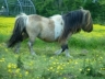 Fairy mini shetland  - Etalon mini shetland