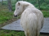 Dakota élevage de la Fouasserie - Poulinière mini shetland