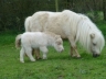 Dakota et Happie - Poulinière mini shetland