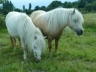 Dakota et Joyce - Poulinière mini shetland