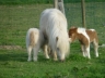 Dakota Happie et Hobbie - Poulinière mini shetland