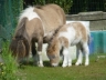 Maddison et Idefix - Poulinière mini shetland