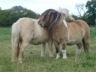 Maddison - Poulinière mini shetland