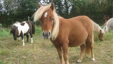 Mini shetland élevage de la Fouasserie en Vendée